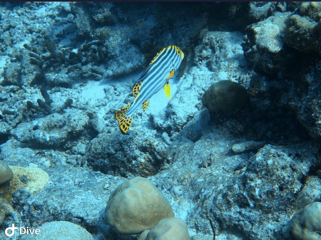 Euro-Divers Meeru-蜜月岛必去景点