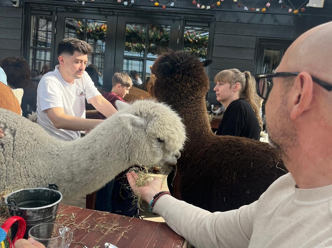Alpaca Eco Farm-Egmond aan den Hoef必去景点