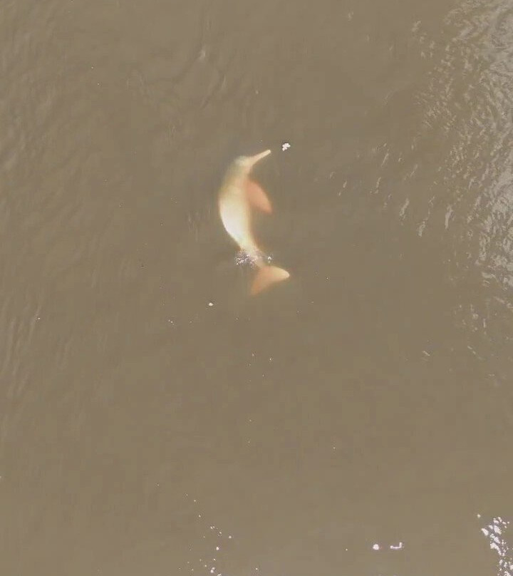 CHUCHINI Amazon Wildlife Reserve & Eco Lodge-Trinidad必去景点