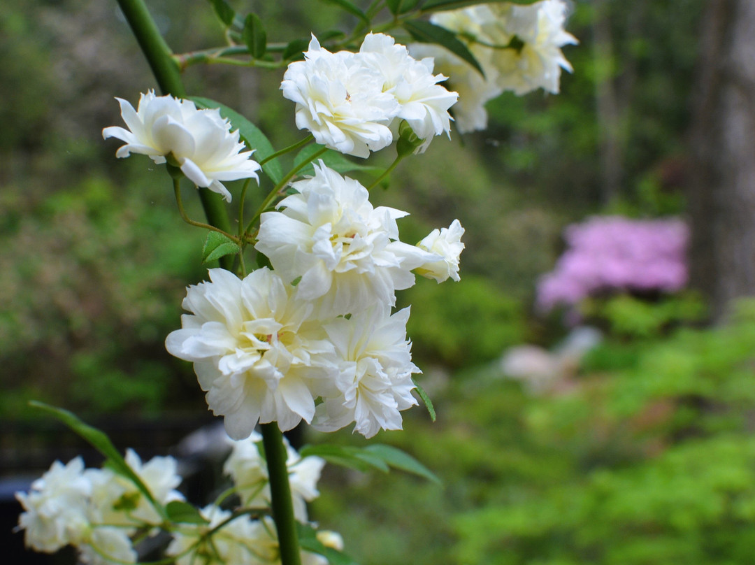Virginia Hylton Park-列克星敦必去景点