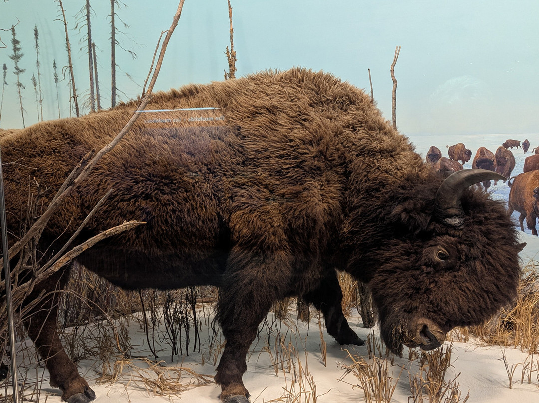 Canadian Museum Of Nature-渥太华必去景点