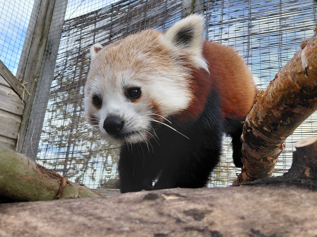 Yorkshire Wildlife Park-Auckley必去景点