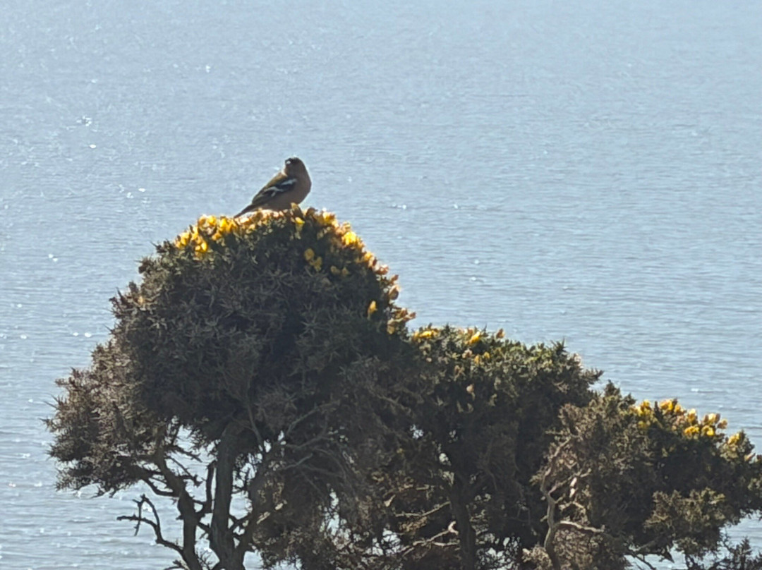 FLamborough Outer Headland-Flamborough必去景点