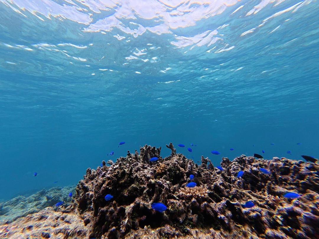 IRIOMOTE ADVENTURE PiPi-竹富町西表岛必去景点