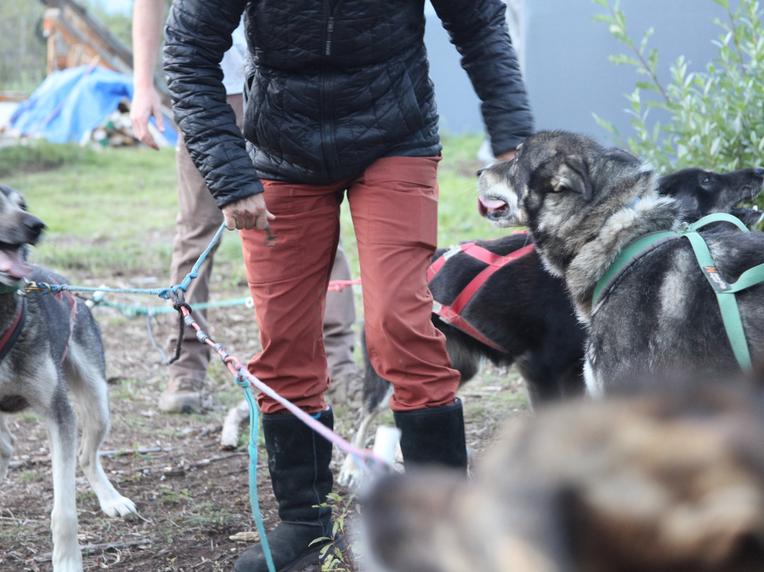 Waylon's Way Dog Sledding-McCarthy必去景点
