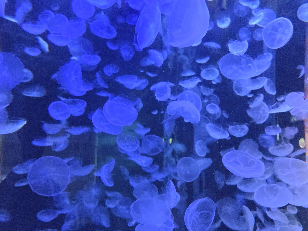 Aqua Show-Audierne必去景点