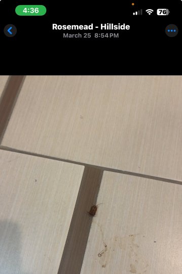 洛杉矶罗斯米德万枫酒店-旅行者