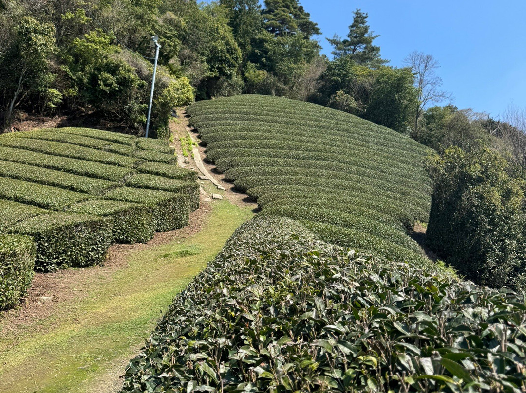 Kyoto Obubu Tea Farms-和束町必去景点