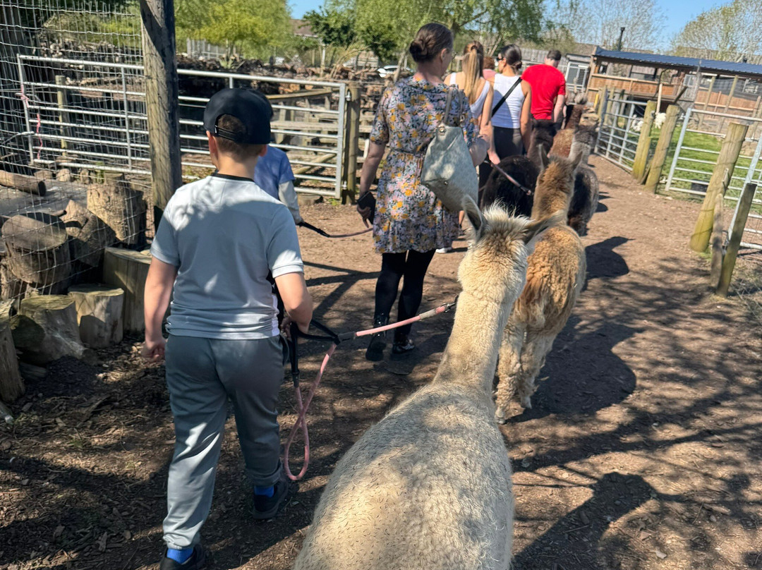 Nanny Sharon's Alpaca Farm C.I.C-Prenton必去景点