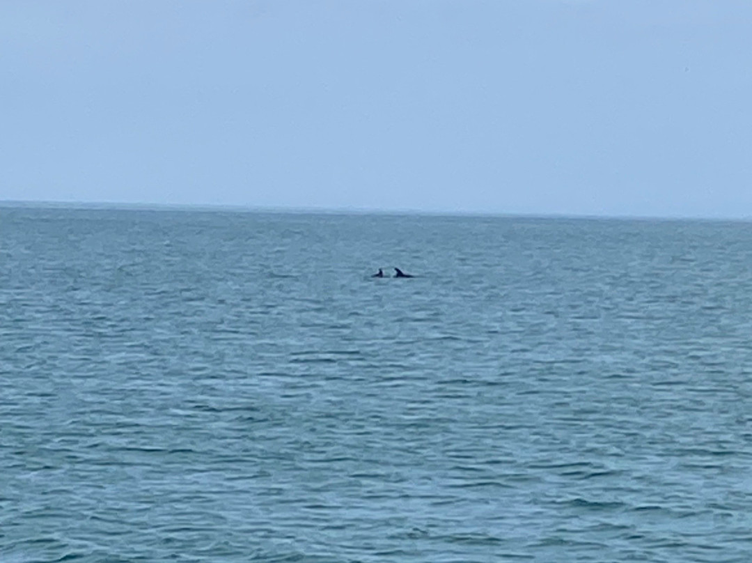 SeaMor Dolphin Watching Boat Trip-纽基必去景点