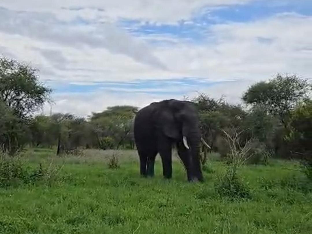 Northern Masailand Safaris-阿鲁沙必去景点