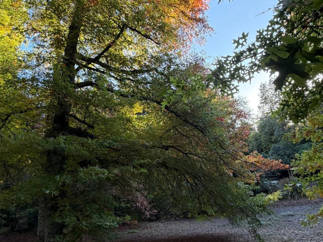 Taitua Arboretum-汉密尔顿必去景点
