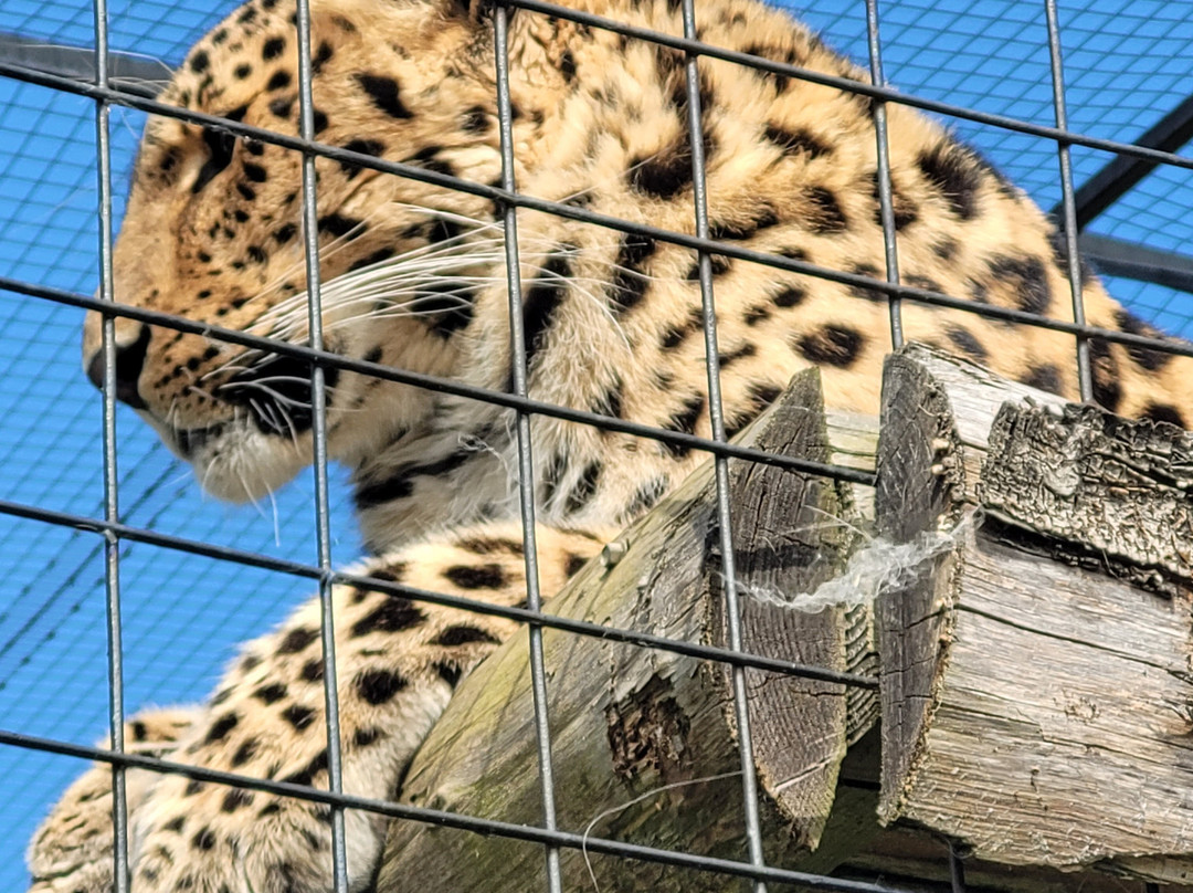 The Big Cat Sanctuary-Smarden必去景点