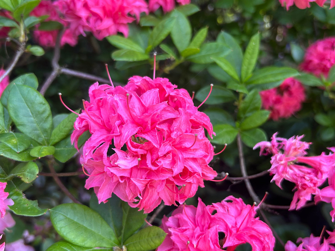 Green Island Gardens-Ardleigh必去景点