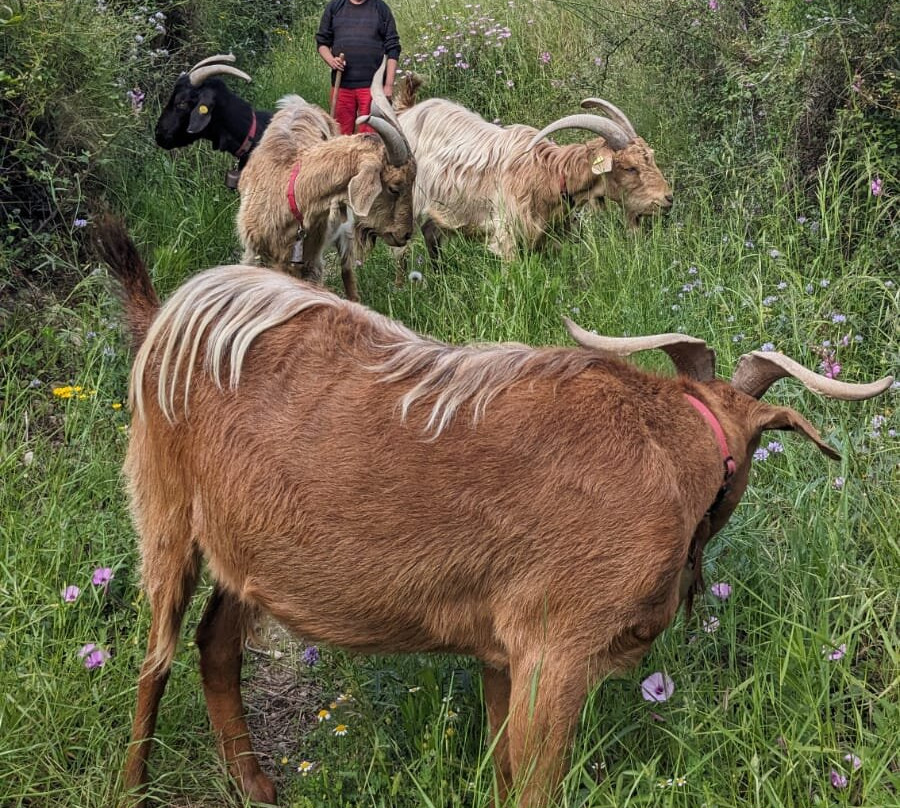 Euro Goat Trekkers-Tarbena必去景点