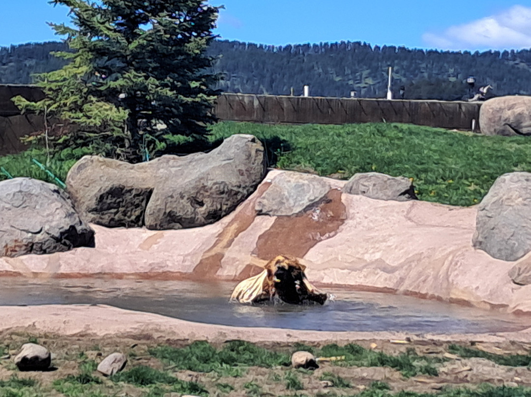 Montana Grizzly Encounter-博兹曼必去景点