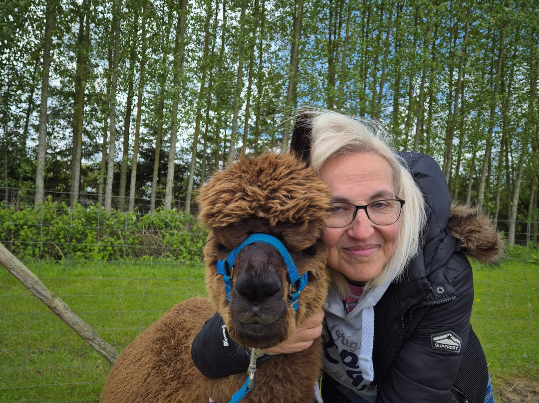 Big Sky Alpacas-Alford必去景点