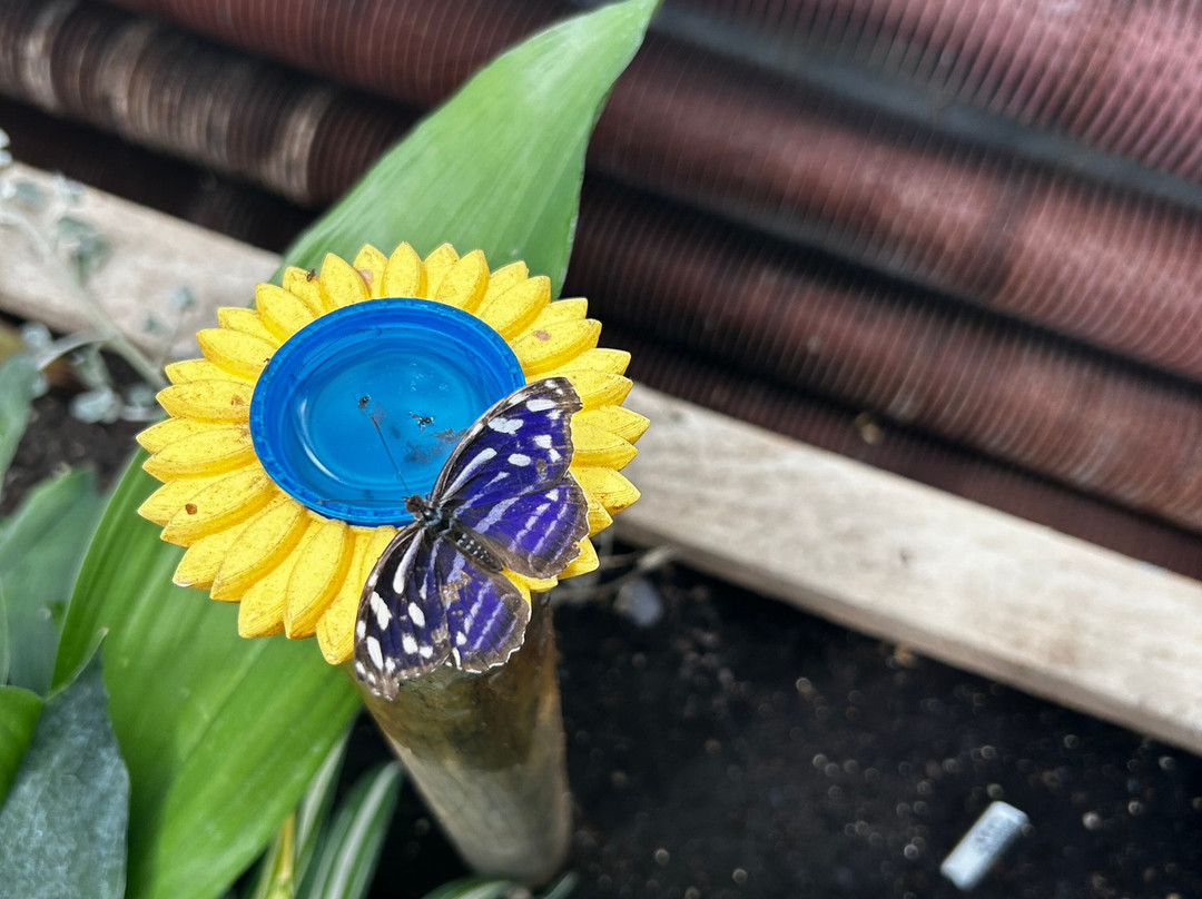 The London Butterfly Gardens-贝克斯利希斯必去景点