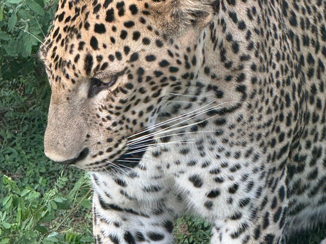 Yala Lahiru Safari-蒂瑟默哈拉默必去景点
