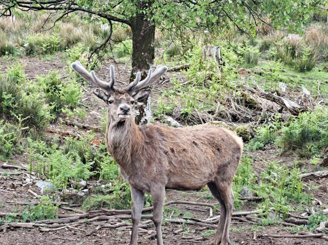 Bainloch Deer Park-Dalbeattie必去景点