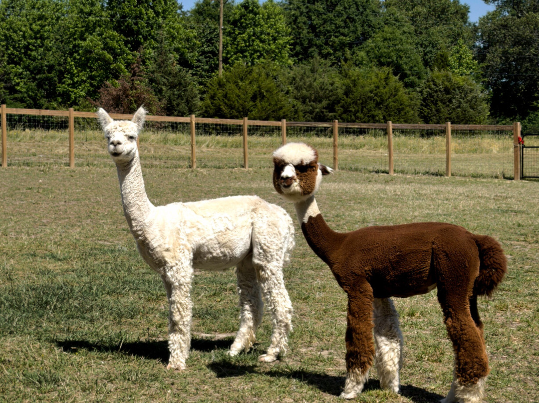 Alpacachino Ranch-Cedar Grove必去景点