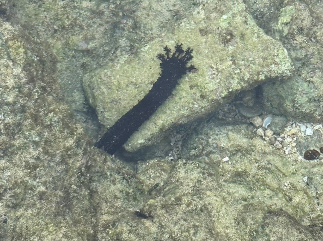 Natural Coral Bridge-Neil Island必去景点