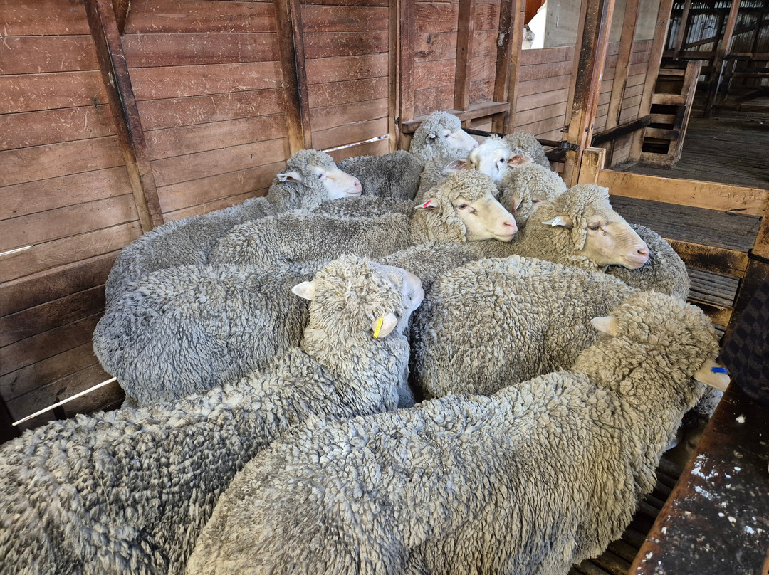 Mt Hay Farm Experience-特卡波湖必去景点