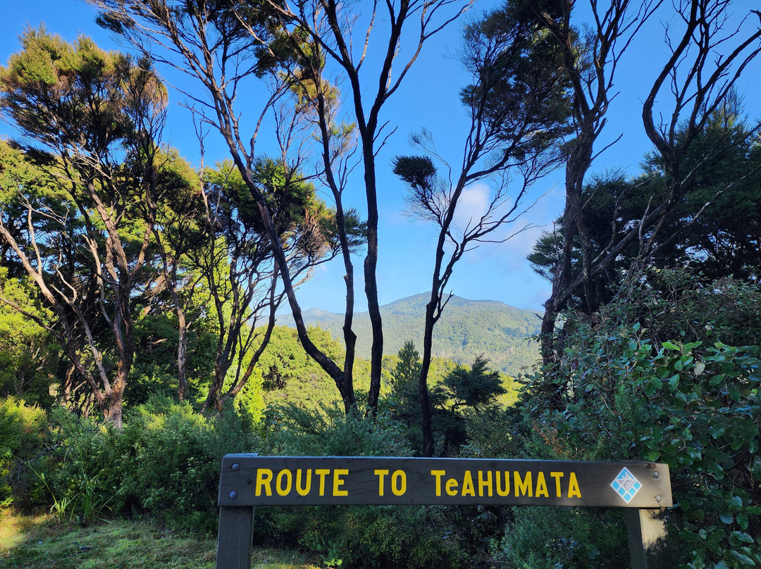 Mt Hobson via Windy Canyon-Great Barrier Island必去景点