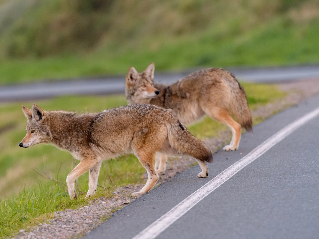 Point Reyes Safaris-Point Reyes Station必去景点
