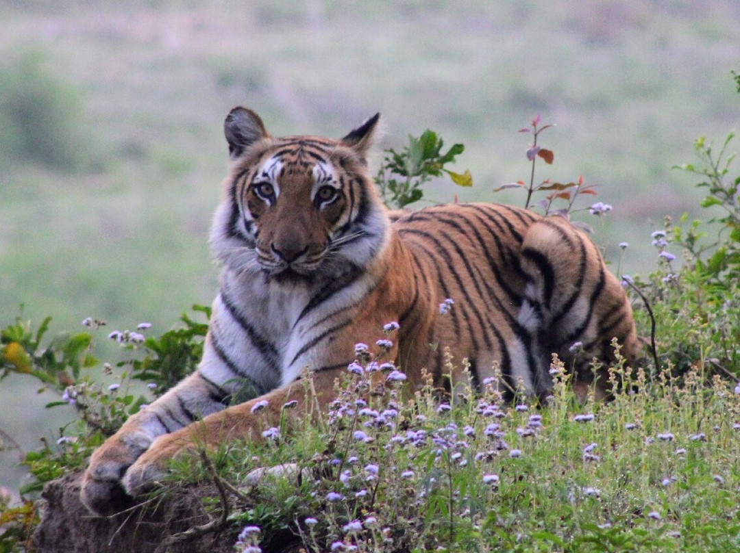 Jim Corbett National Park-Ramnagar必去景点