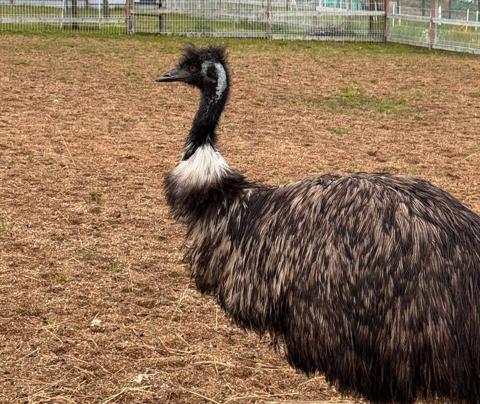 Zoo Farm Shihovo-Shikhovo必去景点