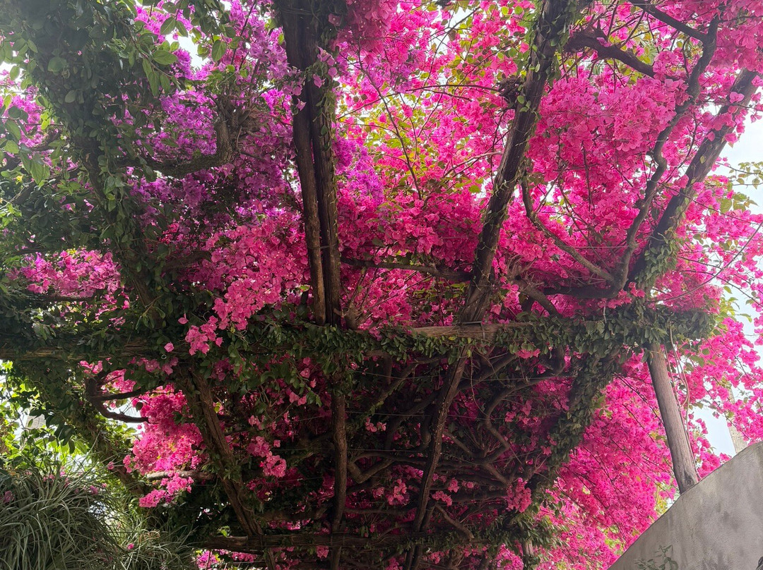 Amalfi Coast Destination Tours Company-阿马尔菲必去景点