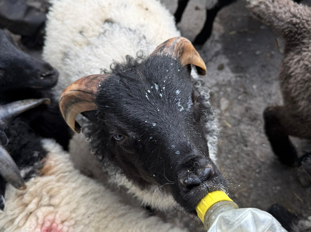 Killary Sheep Farm-Leenane必去景点