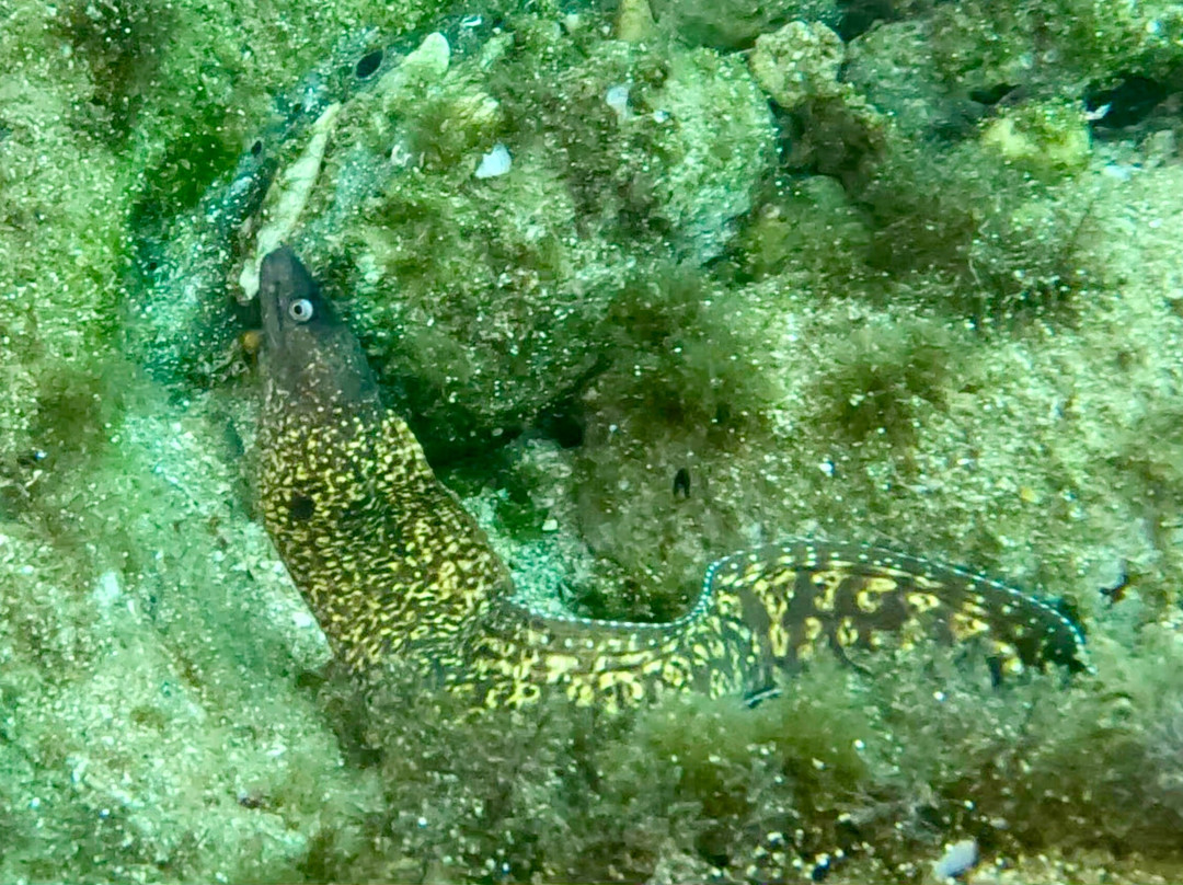 Stay Wet Diving Center-阿希亚贝拉希亚必去景点