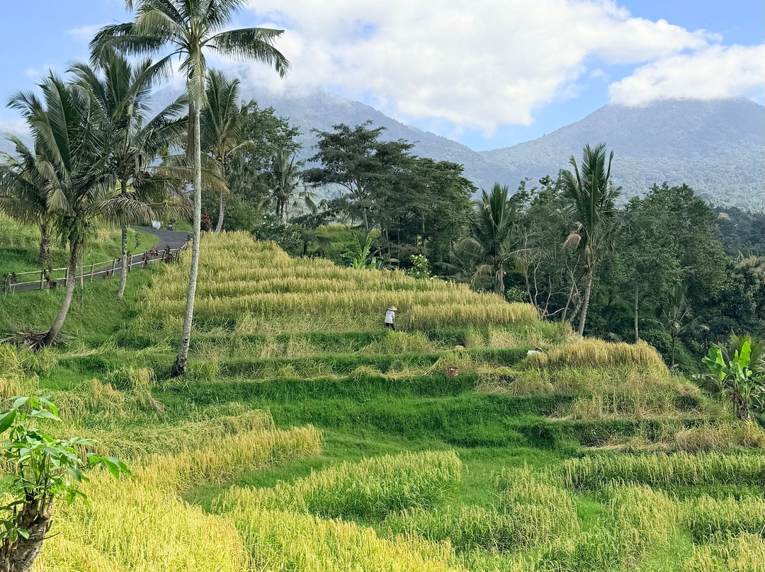 Bali Life Tours-乌布必去景点