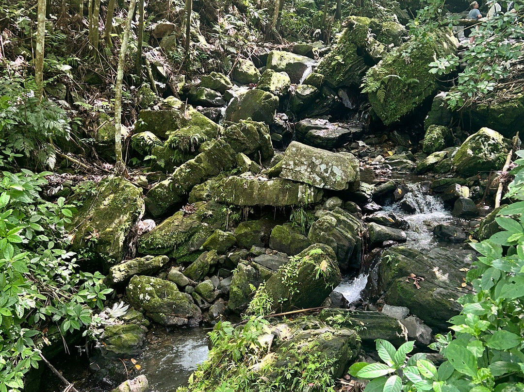 El Yunque National Forest-云盖国家森林公园必去景点