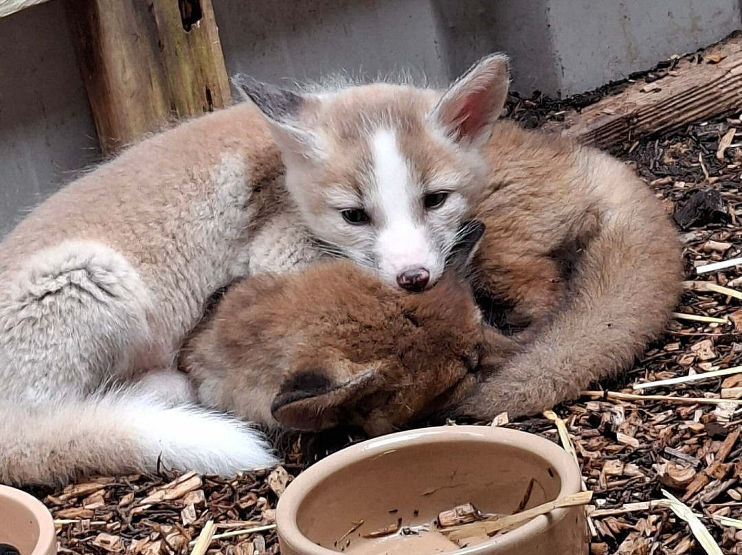 North Somerset Bird of Prey Centre-Congresbury必去景点