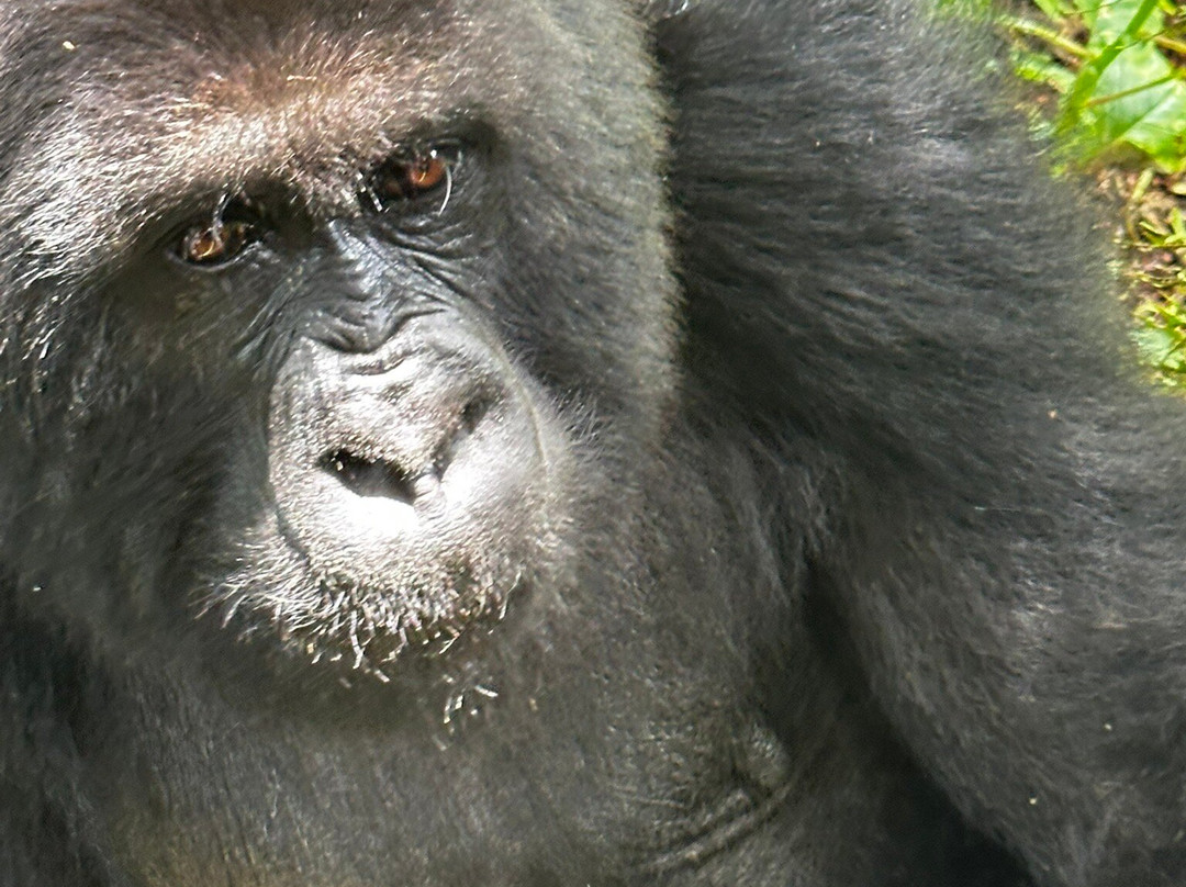 Gorilla Trek Africa-吉佳利必去景点