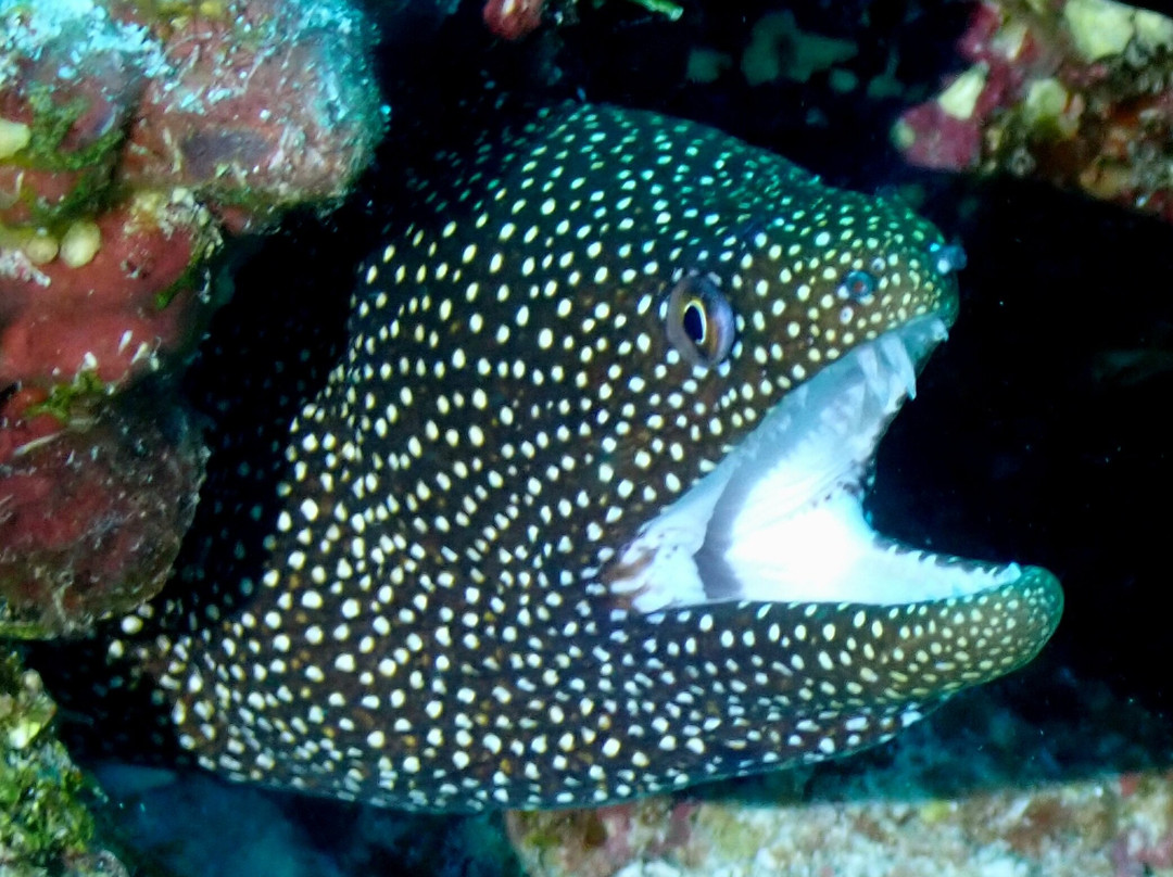 Fulidhoo Dive & Water Sports-Fulidhoo必去景点