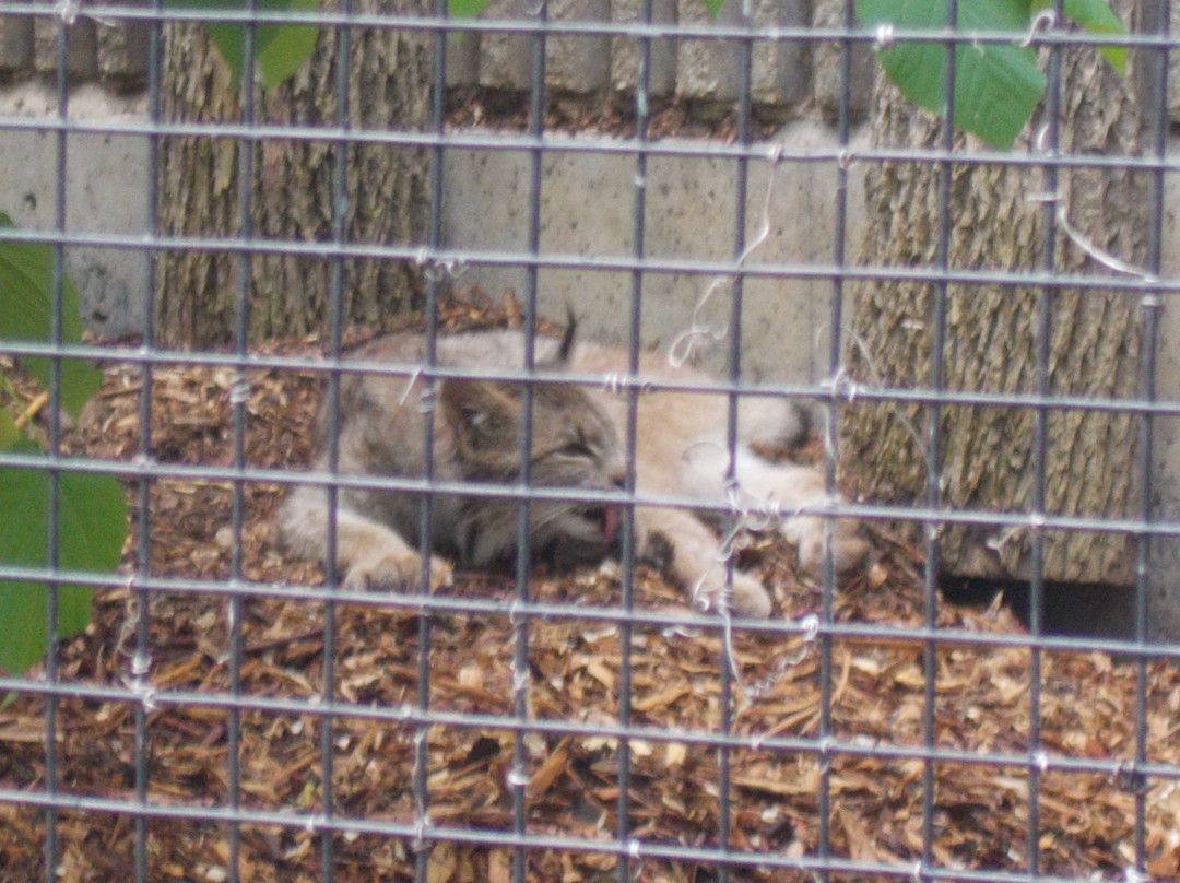 Assiniboine Park Zoo-温尼伯必去景点