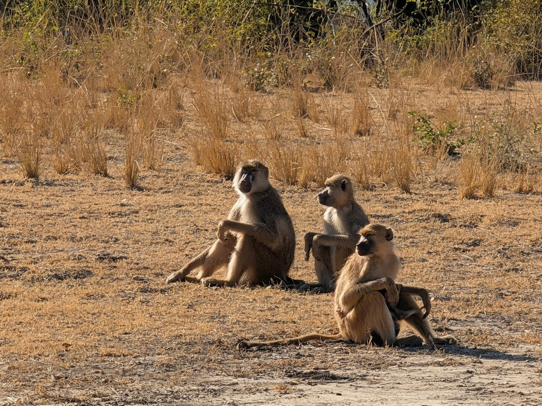 Msandile River Lodge主图