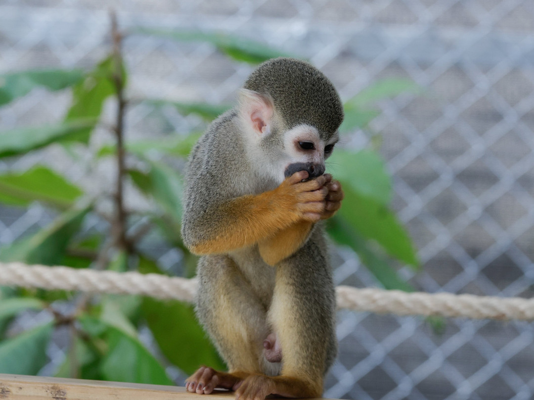 Monkey Park-普拉塔港必去景点