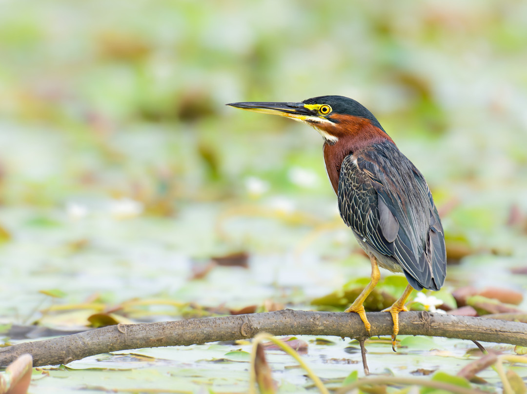 Palo Verde Boat Tours-Ortega必去景点