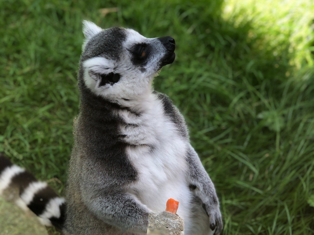Porfell Wildlife Park & Sanctuary-利斯卡德必去景点