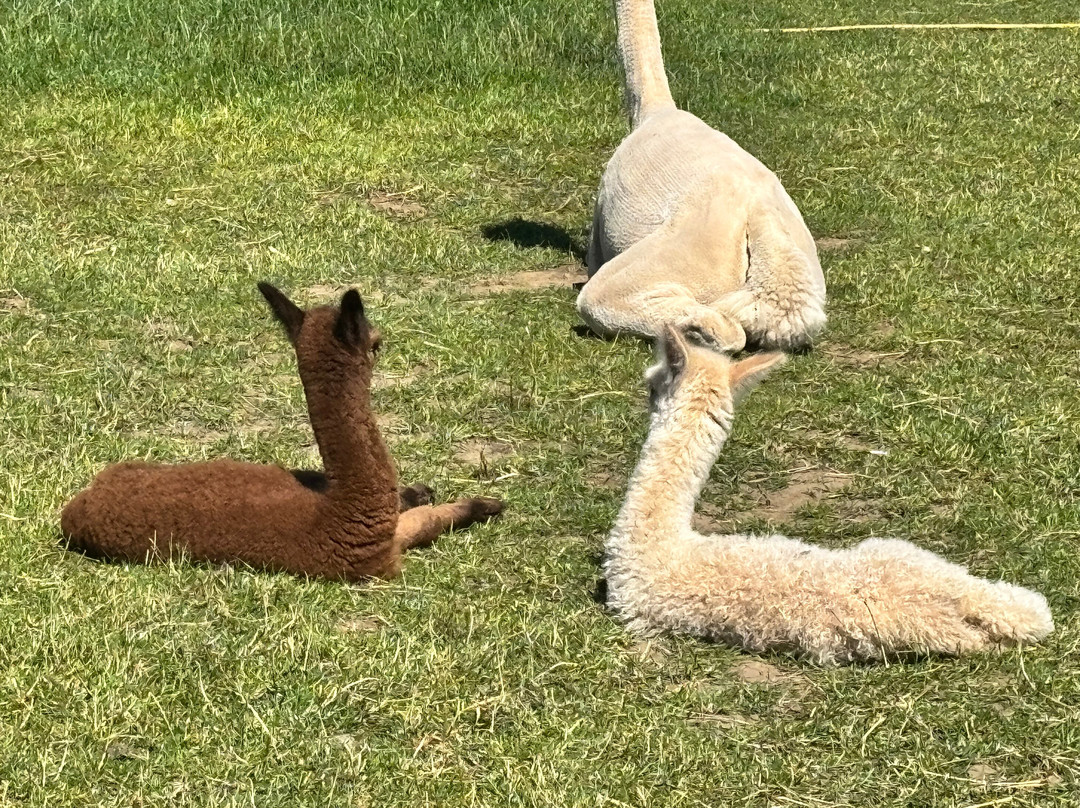 Bowbridge Alpacas Scotland-Peat Inn必去景点
