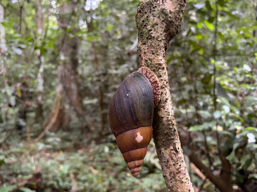 Budongo Forest-Western Region必去景点