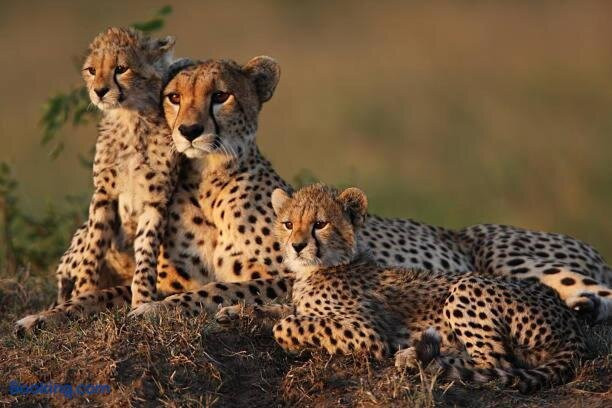 Orpul safaris camp