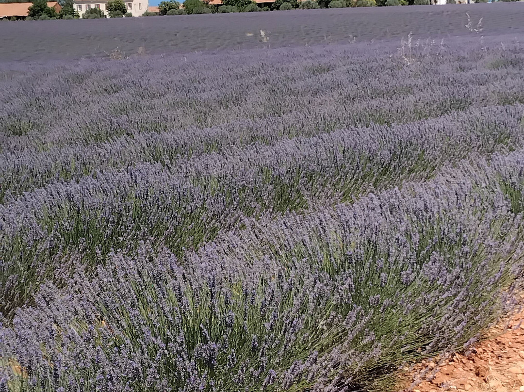 Plateau de Valensole-瓦朗索勒必去景点