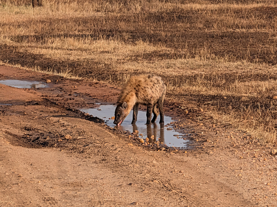 The African Kongoni Serengeti Safari Camp