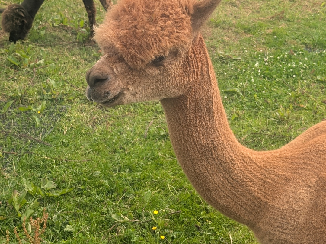 Wreay Syke Alpacas-肯德尔必去景点